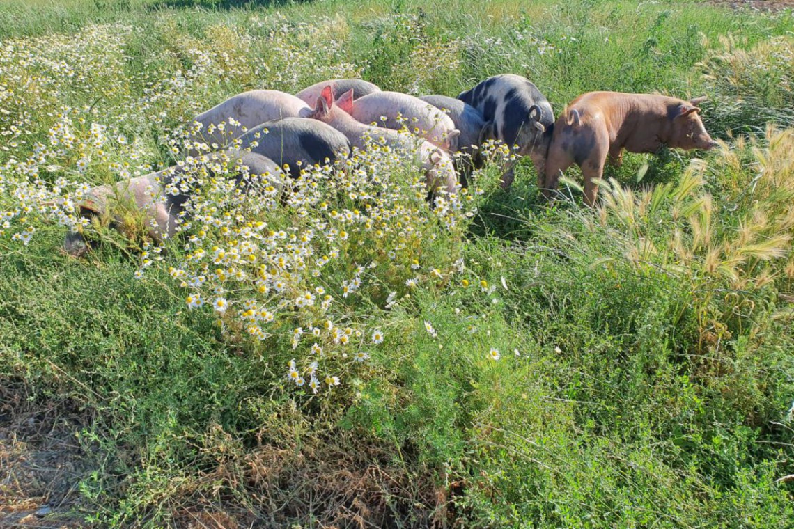 Bio Freilandschweine in der Wiese