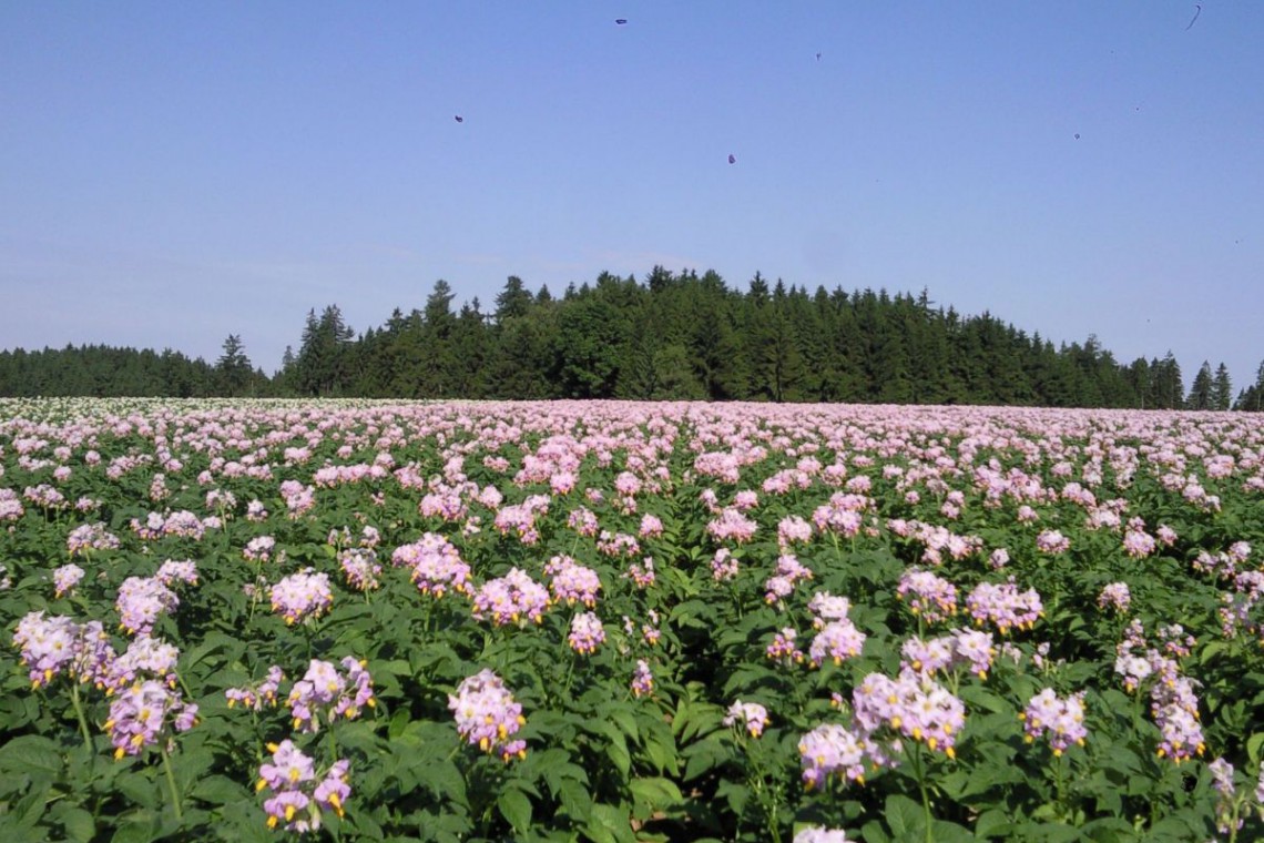 Kartoffelblüten 2010