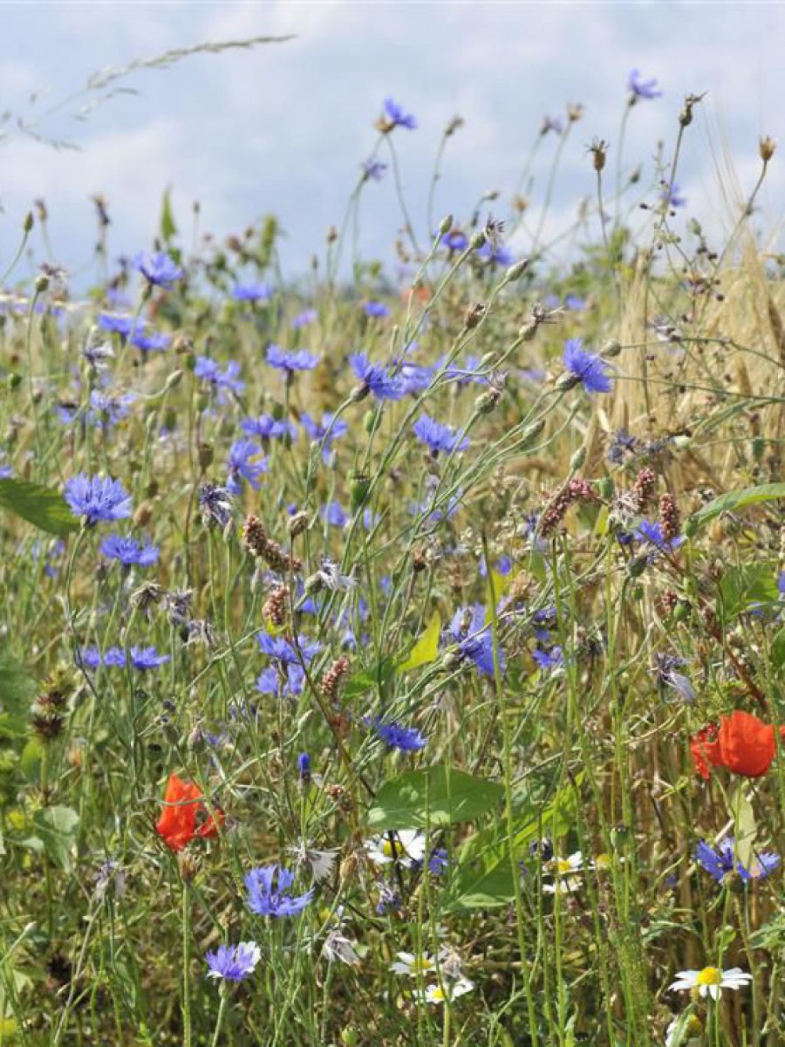 blumenwiese