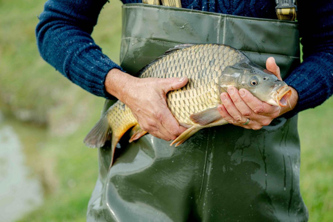 Fisch in den Händen eines Fischers