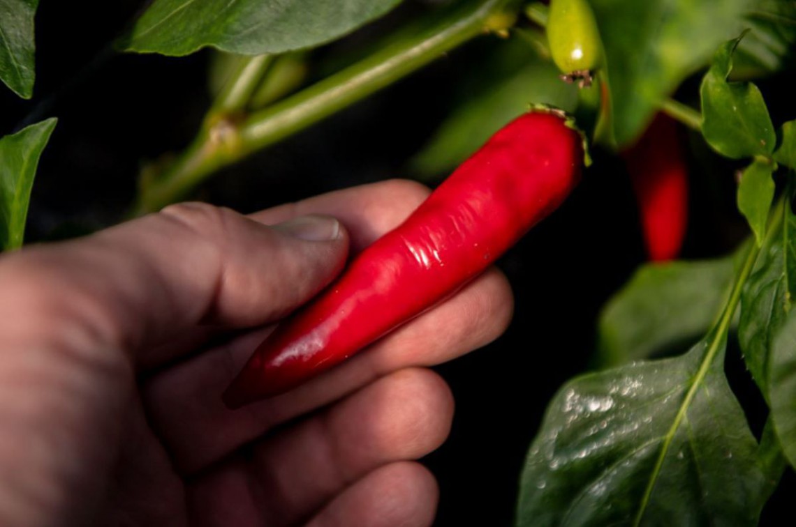 Hand die nach einer Chili-Beere auf einer Pflanze greift