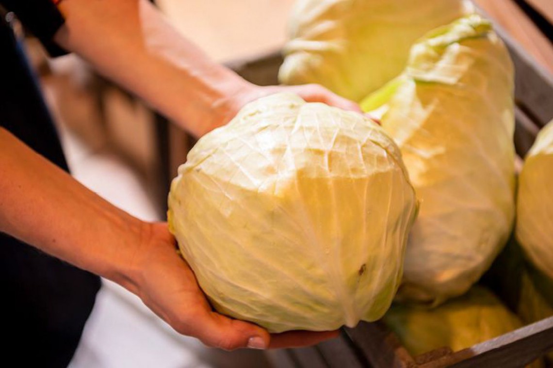 Kraut, das von zwei Händen gehalten wird