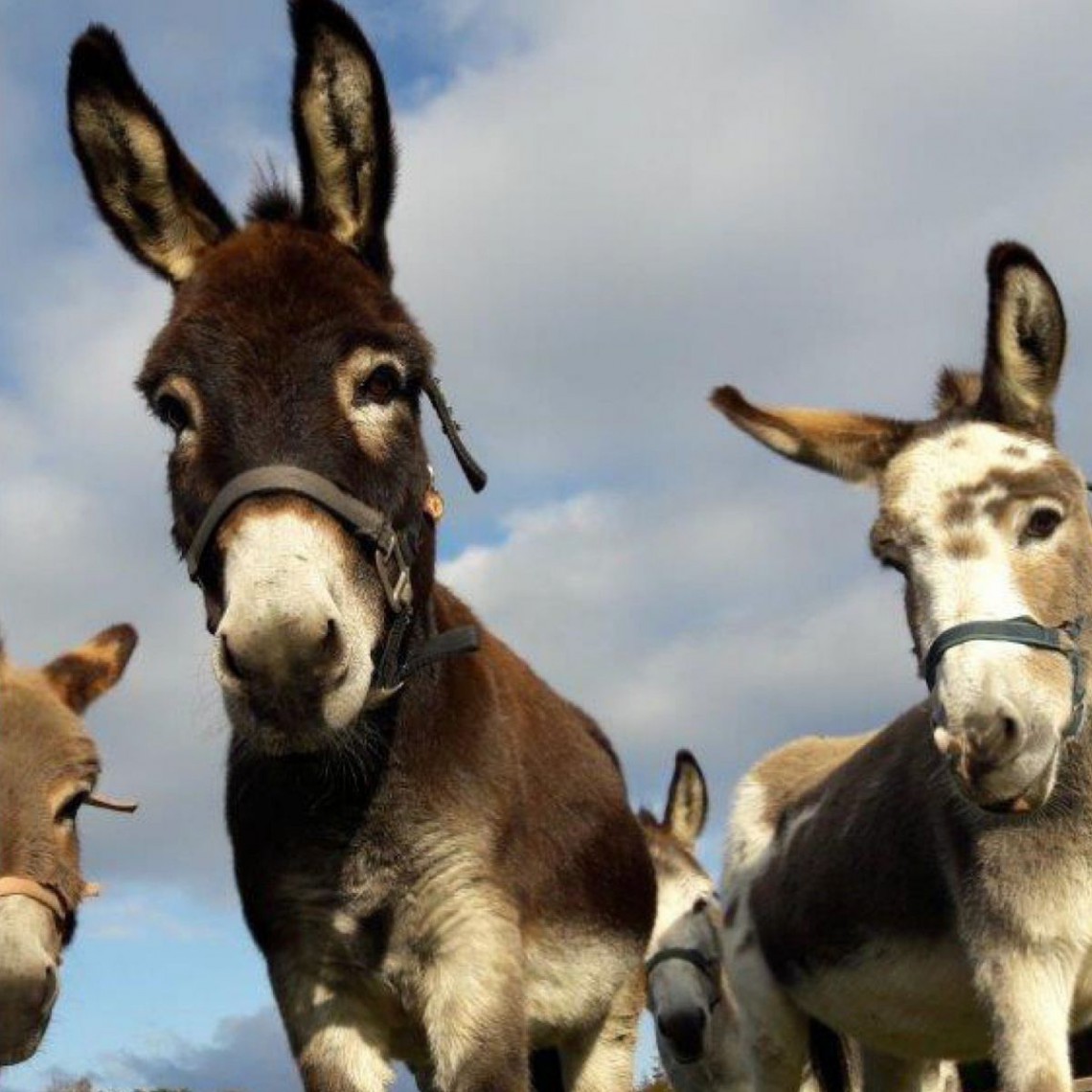 In Niederösterreichs Naturparke warten einmalige Ostererlebnisse auf Sie!