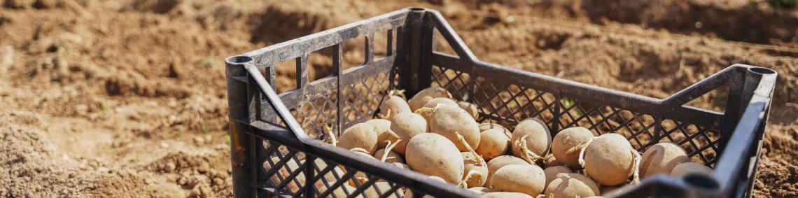 Kartoffelkiste mit ausgetriebenen Kartoffeln für den Anbau am Feld