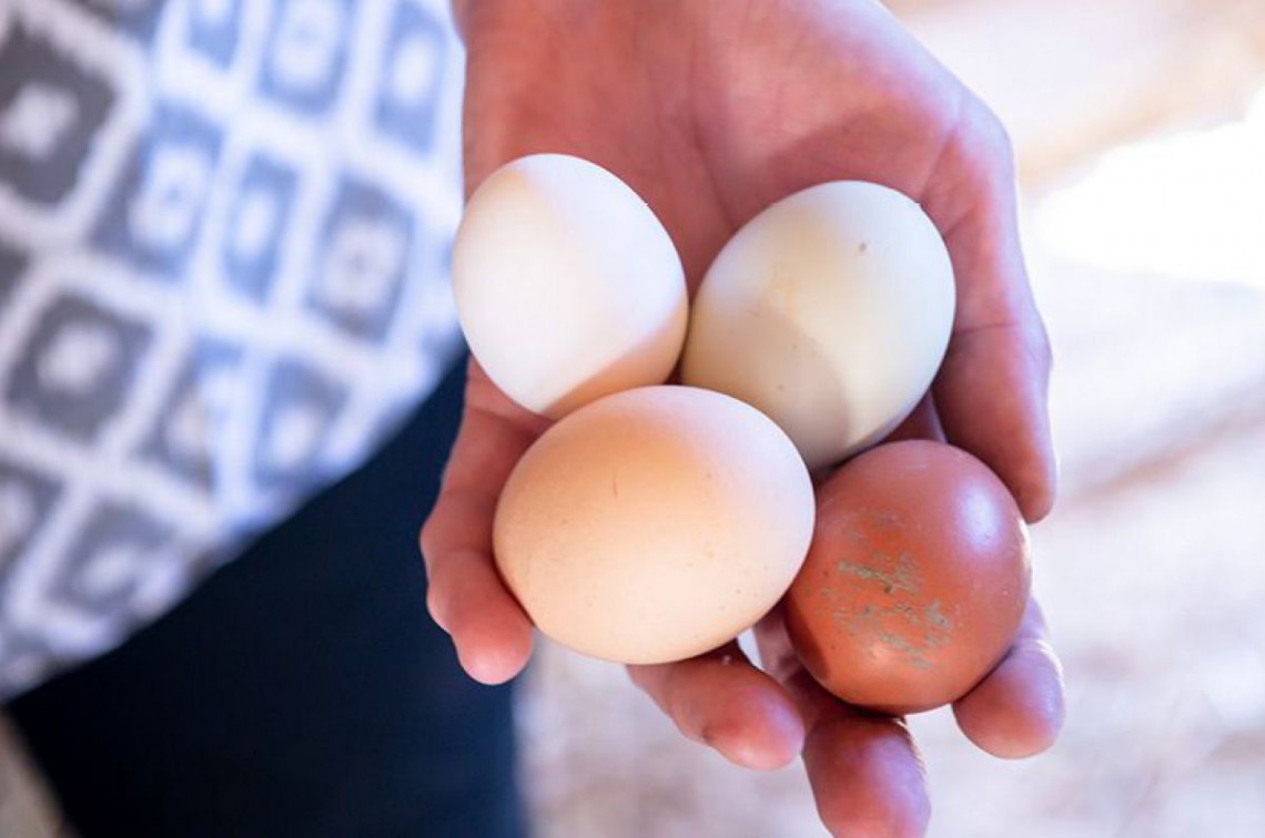 Eine Hand, die vier Hühnereier hält. Die Eier haben verschiedene Farben.