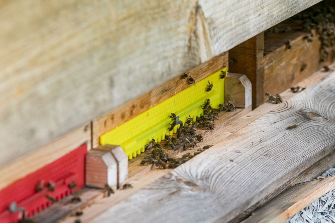 Bienen vor dem Eingang des Bienenstocks.