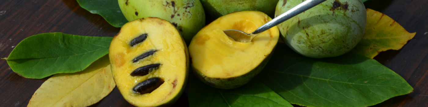 pawpaw-jumboslider