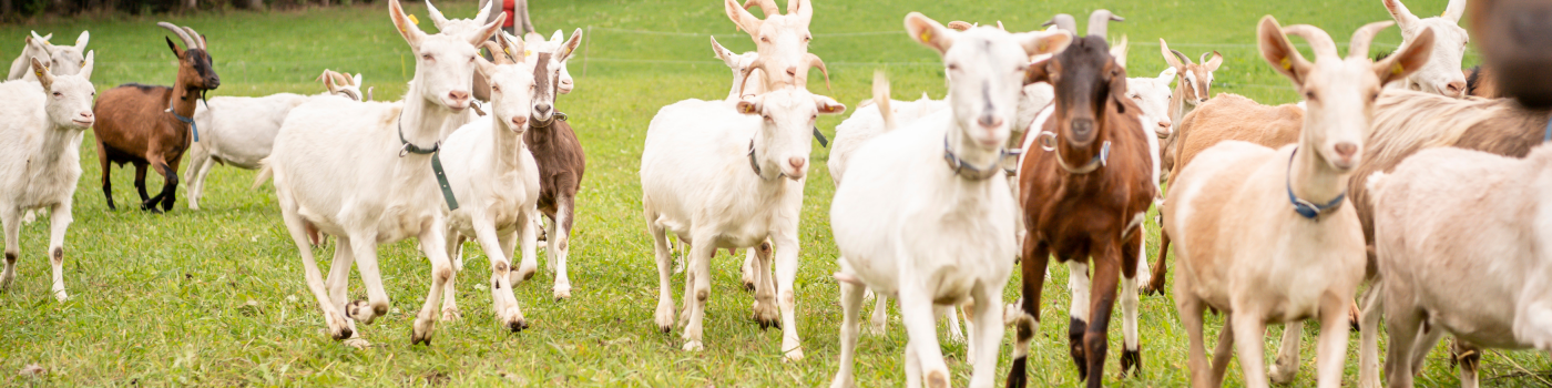 ziegenkaese-jumboslider-1