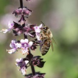 Bild anzeigen: Biene auf violetter Blüte