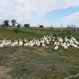 Bild anzeigen: Enten auf einer Wiese