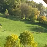 Bild anzeigen: Biohof Oberriegl Kühe auf der Weide