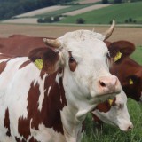 Bild anzeigen: Biohof Doppler Drei Kühe auf der Weide