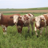 Bild anzeigen: Biohof Doppler Rinder auf der Wiese