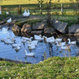 Bild anzeigen: Biobetrieb Hausmühle Gänse im Teich