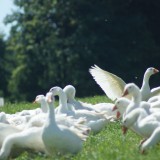 Bild anzeigen: Biobetrieb Hausmühle Gänse auf der Weide