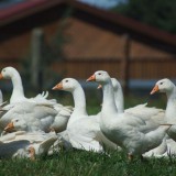 Bild anzeigen: Biobetrieb Hausmühle  Gänseherde