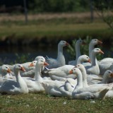 Bild anzeigen: Biobetrieb Hausmühle Gänse auf der Wiese