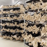 Bild anzeigen: Hadahof Austernpilzzucht Regale mit Substratsäcken