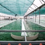 Bild anzeigen: Spirulix,Algenbecken auf der Spirulina Farm