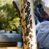 Bild anzeigen: Bio Imkerei Auhonig, Imkerin beim Abstreifen der Bienen vom Rahmen