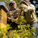 Bild anzeigen: Bio Imkerei Auhonig, Imkerinnen bei den Bienenstöcken