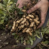 Bild anzeigen: Neuland.bio Hand mit Erdnüssen frisch vom Feld