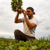 Bild anzeigen: Neuland.bio Stefan Romstorfer auf dem Erdnussfeld