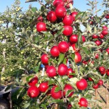 Bild anzeigen: Kohlfock. Apfelbaum mit roten Äpfel