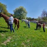 Bild anzeigen: Biohof Rank, Pferde auf der Weide