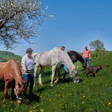 Bild anzeigen: Biohof Rank , Pferde auf der Weide
