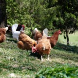 Bild anzeigen: Biohof Rank, Hühner auf der Wiese