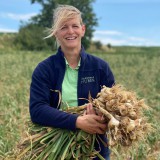 Bild anzeigen: knoblauch-feld_huber-unterau_img_0708