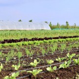 Bild anzeigen: Grand Farm, Gemüsefeld mit Folientunnel