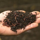 Bild anzeigen: Grand Farm, Hand mit Regenwurmkompost