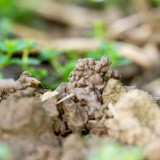 Bild anzeigen: Grand Farm, Nahaufnahme einer Bodenprobe