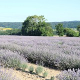 Bild anzeigen: Kampbiene, Lavendelfeld