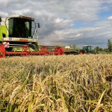 Bild anzeigen: Österreis, Gregor Neumeyer bei der Ernte