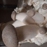 Bild anzeigen: Jauerlinger Pilzmanufaktur, Kr&auml;uterseitlinge