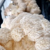 Bild anzeigen: Waldviertler Edelpilz, Igelstachelbart Pilz