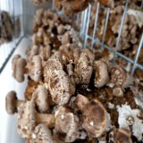 Bild anzeigen: Waldviertler Edelpilz, Shiitake Pilze