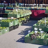 Bild anzeigen: WUK Biopflanzen, Marktstand mit Biopflanzen in Niedersulz