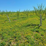Bild anzeigen: Nussbäume von Familie Rausch