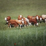 Bild anzeigen: K&uuml;he auf der Weide