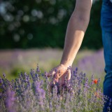 Bild anzeigen: Hand streift durch Lavendelpflanze