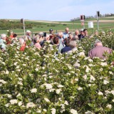 Bild anzeigen: Besucher im Aroniafeld