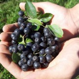 Bild anzeigen: Hand voller Aroniabeeren