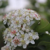 Bild anzeigen: Aroniabl&uuml;ten