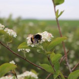 Bild anzeigen: Biene auf Aroniabl&uuml;te