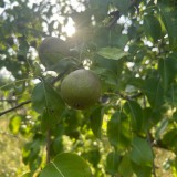 Bild anzeigen: Birne auf Baum