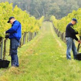 Bild anzeigen: Arbeiten im Weingarten